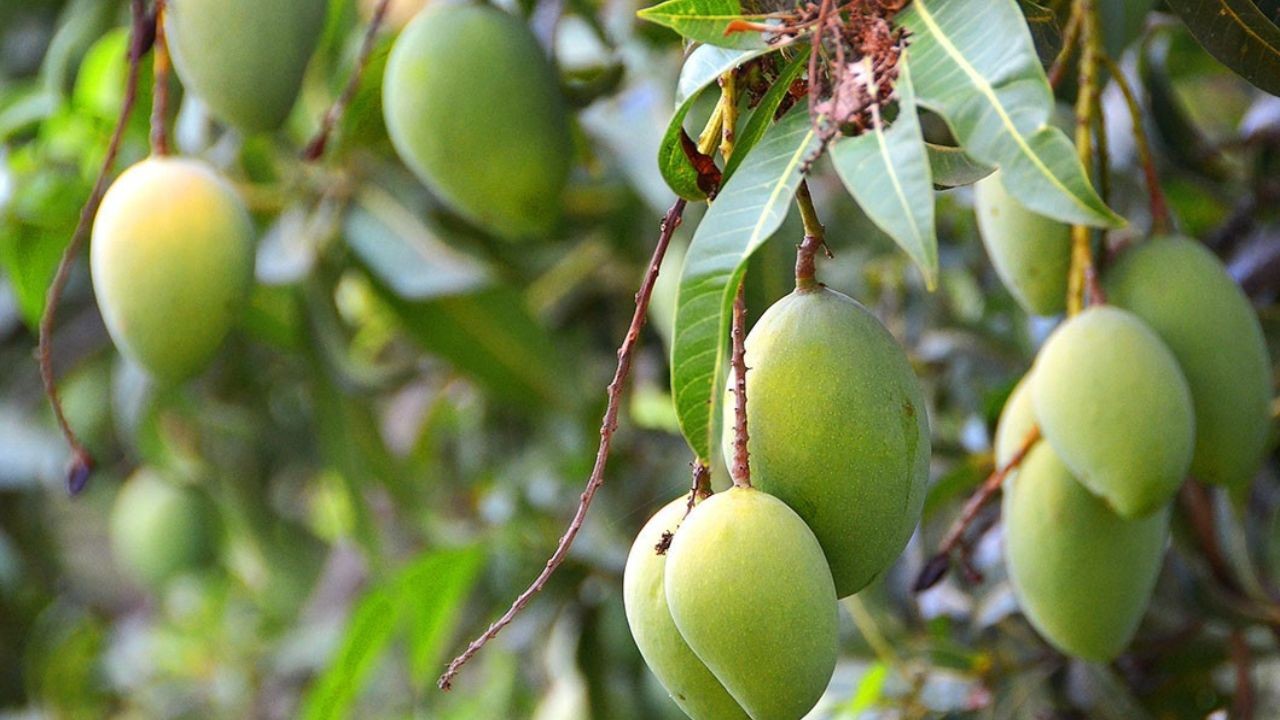 পাবনার সাঁথিয়ায় আম পাড়তে নিষেধ করায় ৪ জনকে পিটিয়ে আহত